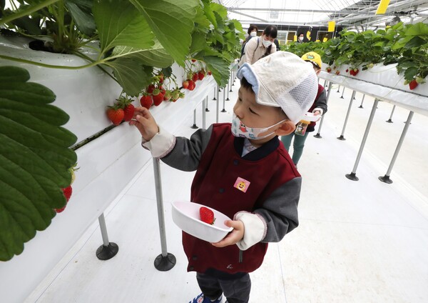 ▲ 어린이가 강남구 스마트팜에서 딸기 수확 체험을 하는 모습(출처=강남구)